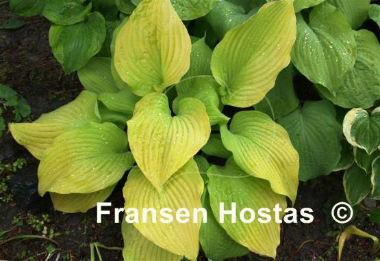 Hosta Blaze of Glory